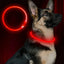 LED Dog Collar