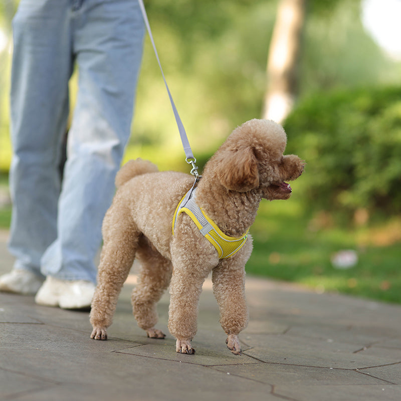 Adjustable Pet Harness Leash Set