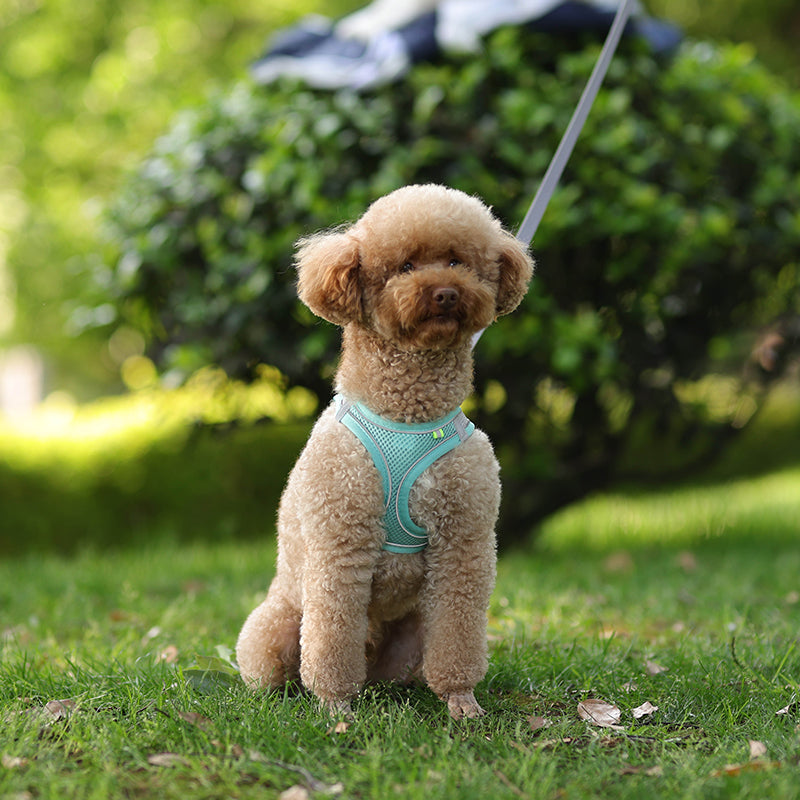 Adjustable Pet Harness Leash Set