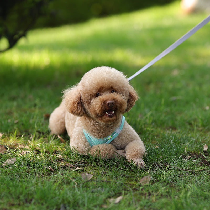 Adjustable Pet Harness Leash Set