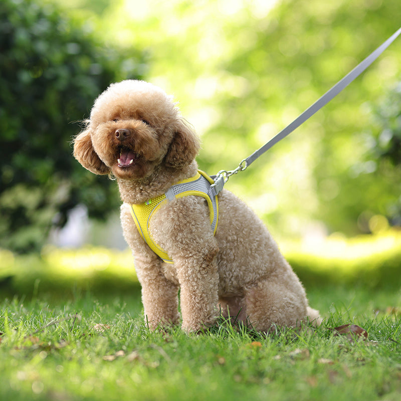 Adjustable Pet Harness Leash Set